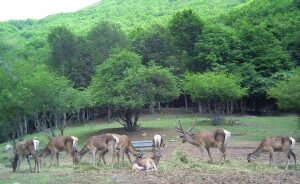 احیای نسل مرال در جنگل‌های ارسباران 