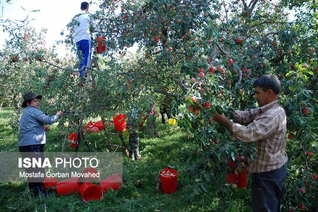 ۳.۵ درصد باغات کشور در آذربایجان شرقی قرار دارد