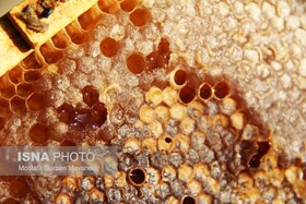 برآورد تولید ۱۳ هزار تن عسل در آذربایجان شرقی