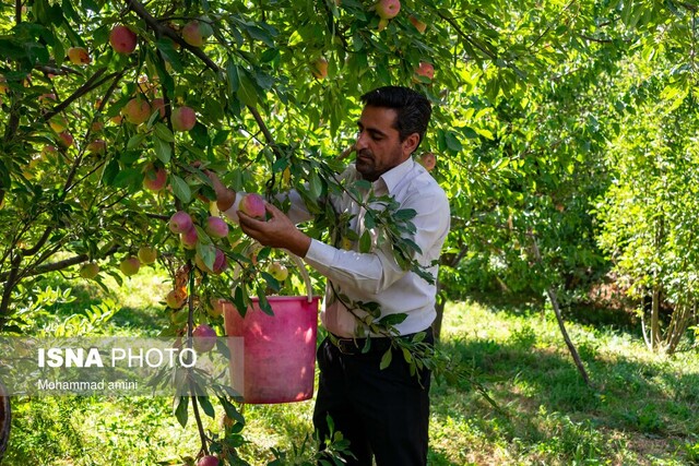 برند جهانی سیب زنوز در مسیر فراموشی