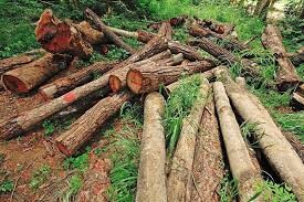 ممنوعیت حمل، جابجایی و قطع درختان تا اواخر آبان ماه در خداآفرین 