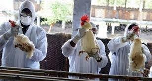 آمادگی گروه‌های واکنش سریع دامپزشکی آذربایجان‌شرقی برای مقابله با آنفلوانزای فوق حاد پرندگان