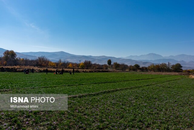 زعفران بناب‌مرند گمنام در ایران/ هزینه‌های بالای تامین نهاده‌ها گریبانگیر زعفرانکاران