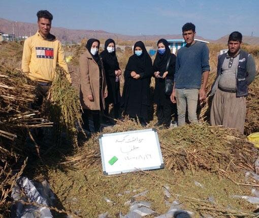 برداشت ۴۰ تن دانه روغنی کنجد در جلفا