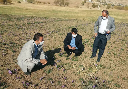 توسعه کشت گیاه زعفران در شهرستان هشترود