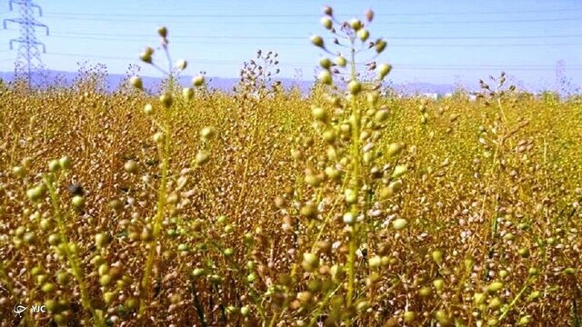 کشت دو هکتار محصول کاملینا در عجبشیر