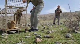 رهاسازی یک قلاده گربه وحشی در مناطق حفاظت شده اهر