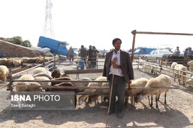 گزارش تصویری/ بازار فروش دام عید قربان در تبریز