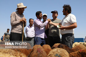 گزارش تصویری/ خرید دام زنده به مناسبت عید سعید قربان در اهر