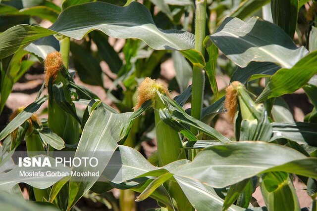آغاز برداشت ذرت دانهدار در ۲۵۰ هکتار از مزارع کشاورزی اهر