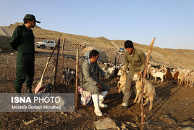 طرح واکسیناسیون رایگان دام سبک عشایر آذربایجان شرقی