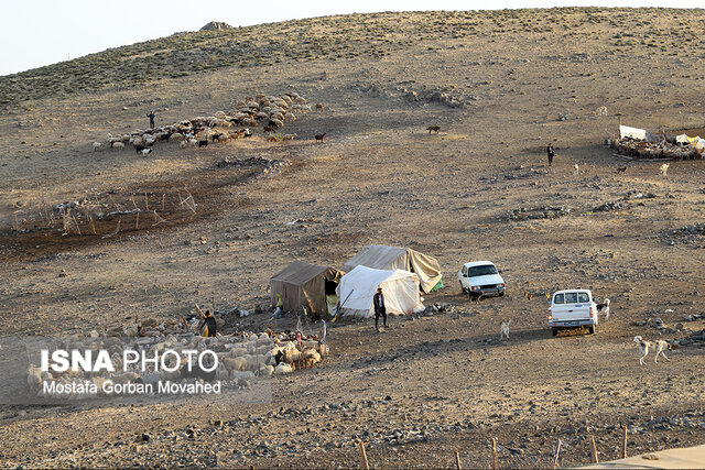طرح واکسیناسیون رایگان دام سبک عشایر آذربایجان شرقی