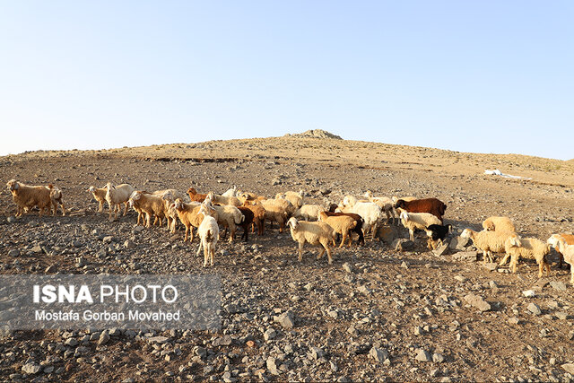 طرح واکسیناسیون رایگان دام سبک عشایر آذربایجان شرقی