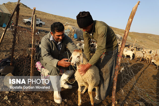 طرح واکسیناسیون رایگان دام سبک عشایر آذربایجان شرقی