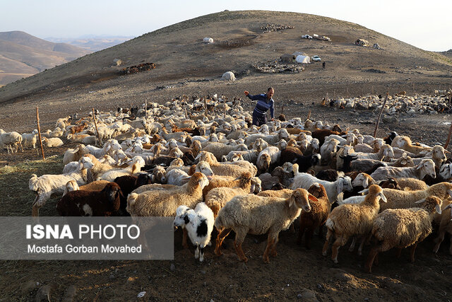 طرح واکسیناسیون رایگان دام سبک عشایر آذربایجان شرقی