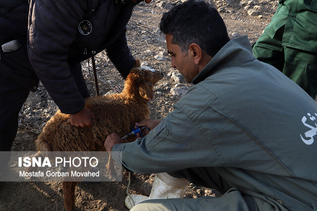 طرح واکسیناسیون رایگان دام سبک عشایر آذربایجان شرقی