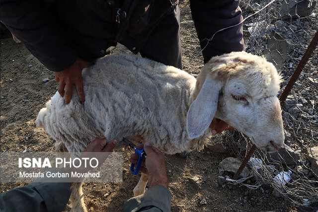 طرح واکسیناسیون رایگان دام سبک عشایر آذربایجان شرقی