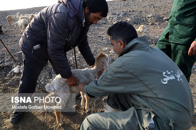 طرح واکسیناسیون رایگان دام سبک عشایر آذربایجان شرقی
