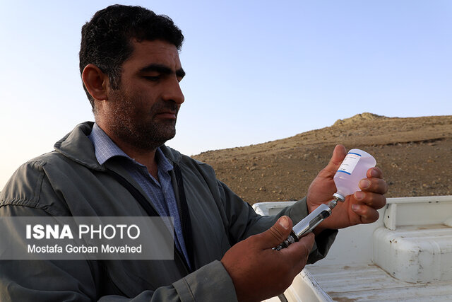طرح واکسیناسیون رایگان دام سبک عشایر آذربایجان شرقی