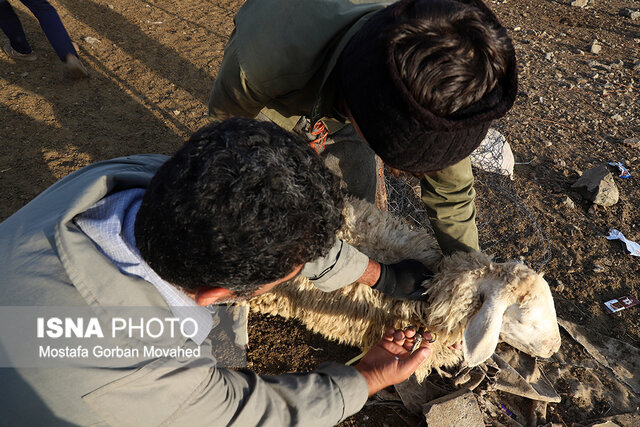 طرح واکسیناسیون رایگان دام سبک عشایر آذربایجان شرقی