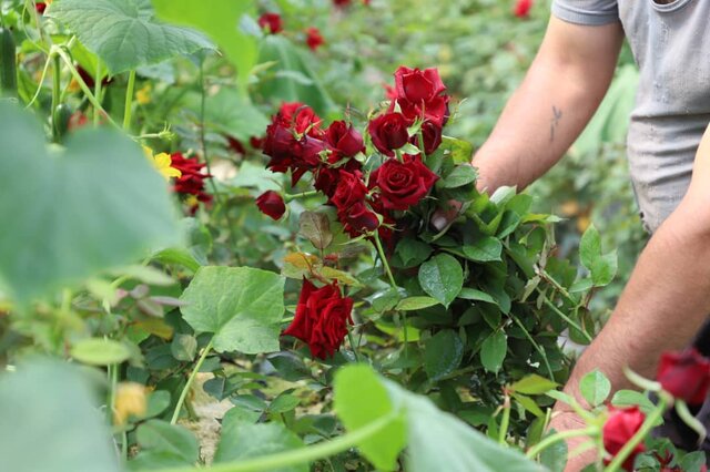 جاذبه های کشاورزی شهرستان اهر