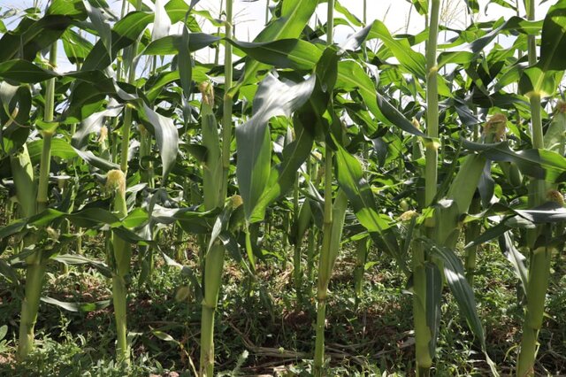 جاذبه های کشاورزی شهرستان اهر