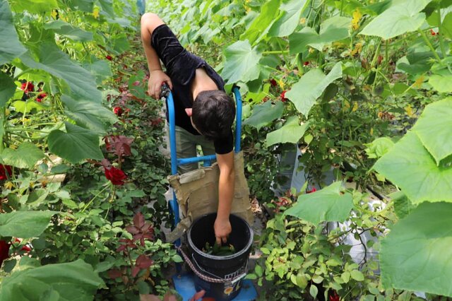 جاذبه های کشاورزی شهرستان اهر