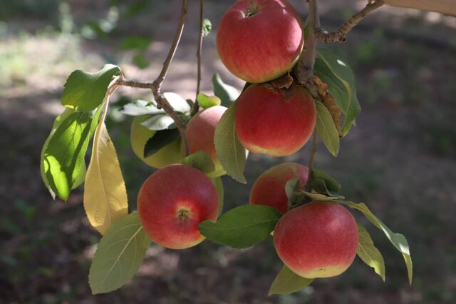 جاذبه های کشاورزی شهرستان اهر