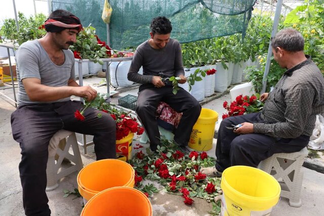 جاذبه های کشاورزی شهرستان اهر