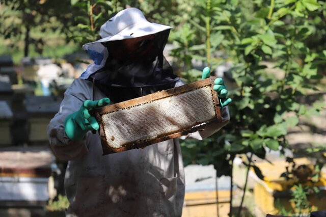 جاذبه های کشاورزی شهرستان اهر