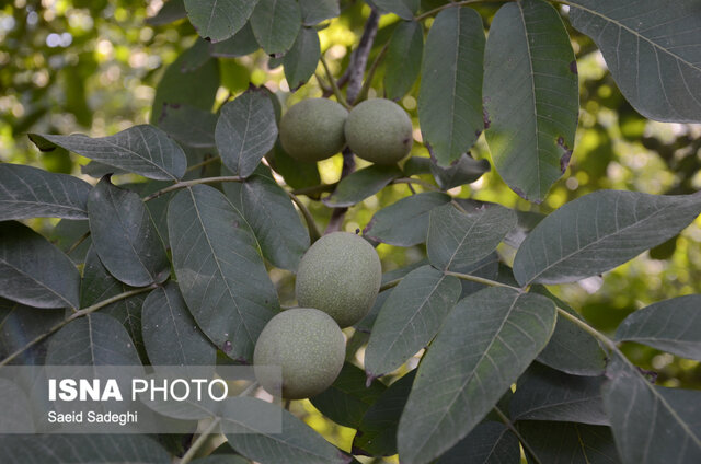 آغاز به کار جشنواره گردو در "سوکهریز" خرمدره