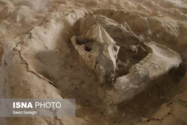 منطقه فسیلی مراغه، بهشت فسیل شناسان جهان