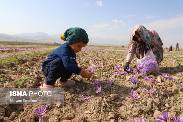 طلای سرخ خطه آذربایجان شرقی در مدار توسعه