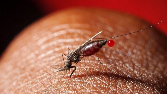 هشدار درباره شیوع مالاریا در آذربایجان شرقی