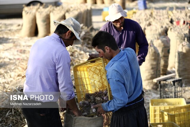 «سیر تیمورلو» پایتختی برای فرآوری و صادرات سیر ایران