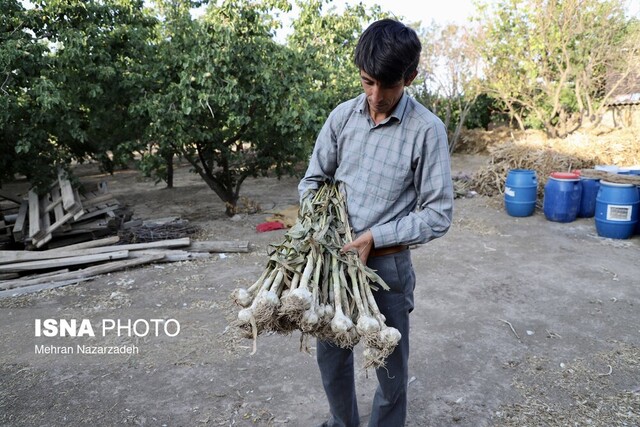 «سیر تیمورلو» پایتختی برای فرآوری و صادرات سیر ایران