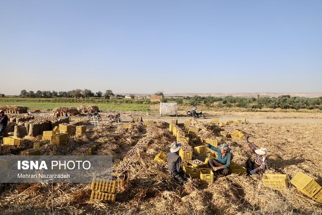 «سیر تیمورلو» پایتختی برای فرآوری و صادرات سیر ایران