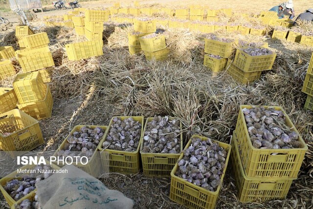 «سیر تیمورلو» پایتختی برای فرآوری و صادرات سیر ایران