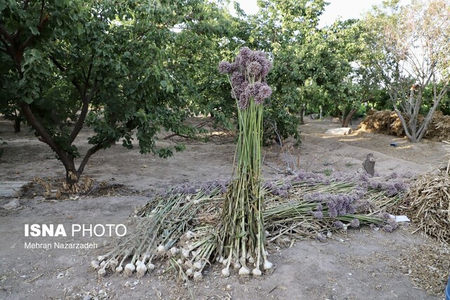 «سیر تیمورلو» پایتختی برای فرآوری و صادرات سیر ایران