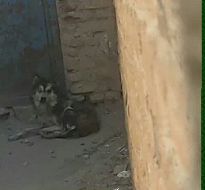 عکس خبر ارشیوی است زندهگیری یک قلاده گرگ گرسنه توسط پلیس مراغه