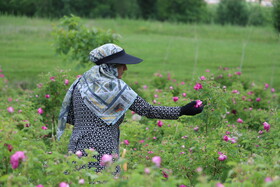 برگزاری جشنواره ای برای مهد گل‌محمدی آذربایجان شرقی