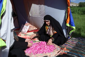 جشنواره برداشت گل محمدی عنصرود