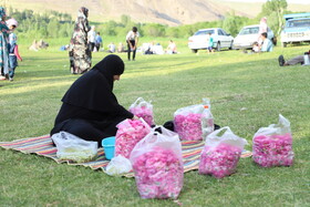 جشنواره برداشت گل محمدی عنصرود