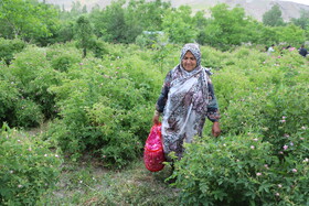 جشنواره برداشت گل محمدی عنصرود