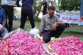 جشنواره برداشت گل محمدی عنصرود