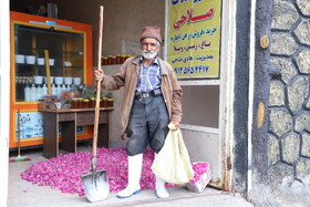 جشنواره برداشت گل محمدی عنصرود