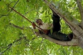 ۴ نفر بر اثر سقوط از درخت گردو در آذربایجان شرقی مصدوم شدند
