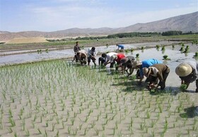 رتبه ششم آذربایجان شرقی در تولید برنج در کشور