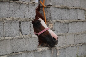 دومین جشنواره ملی شو سواره در اهر