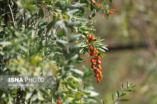 کشاورزان اهری همچنان در انتظار پرداخت خسارتهای بلای طبیعی